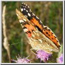 Vanessa cardui - Distelfalter 05.jpg